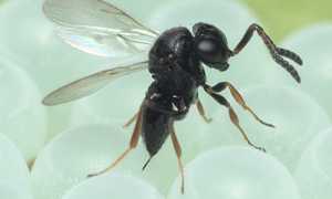Samurai wasp 34177934374 cropped