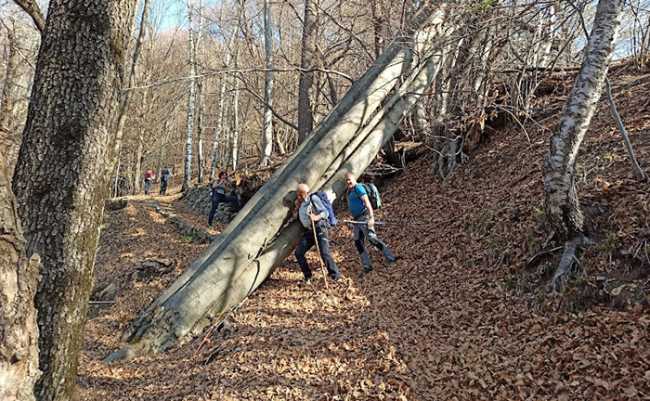 alpe colma albero caduto
