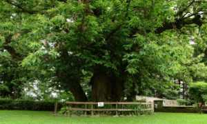 bioglio albero monumentale a