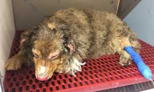 cane ustionato veterinario