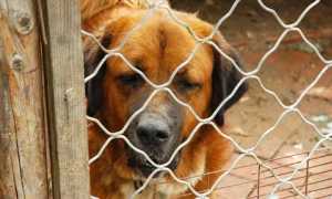 canile foto modificato 3