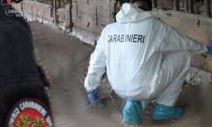 carabinieri forestali animali abbandonati