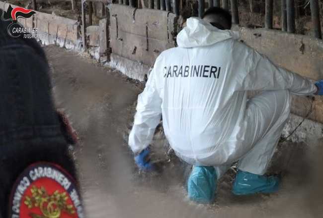 carabinieri forestali animali abbandonati