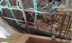 carabinieri forestali animali