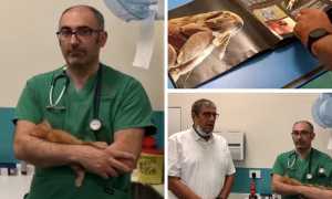 ciurleo cavalli pulci