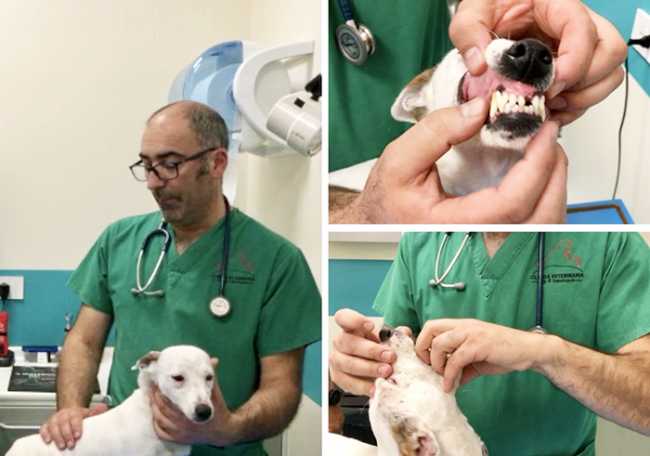 denti cane pulizia mix cavalli