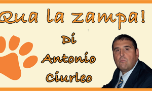 ridotta 700 qua zampa ciurleo rubrica copia