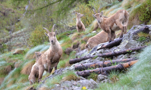stambecchi maggio 20 macugnaga
