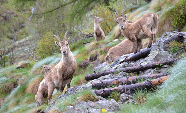 stambecchi maggio 20 macugnaga