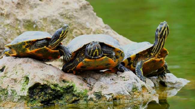 tartarughe dacqua
