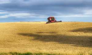 trattore grano mietitura