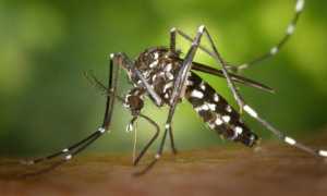 zanzara foto modificato 1