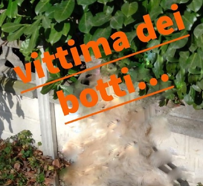 Cagnolino vittima dei botti di Capodanno