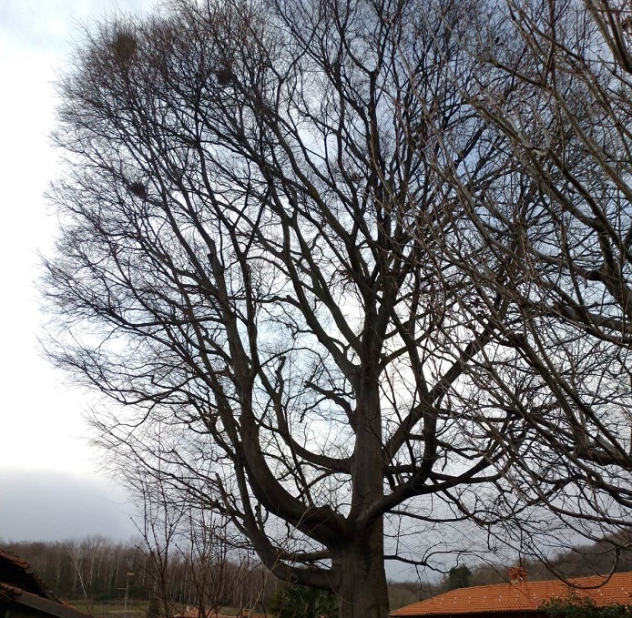 Nuovi alberi secolari nel Biellese