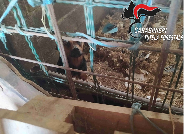 Festa dell'albero a Sordevolo con i carabinieri forestali