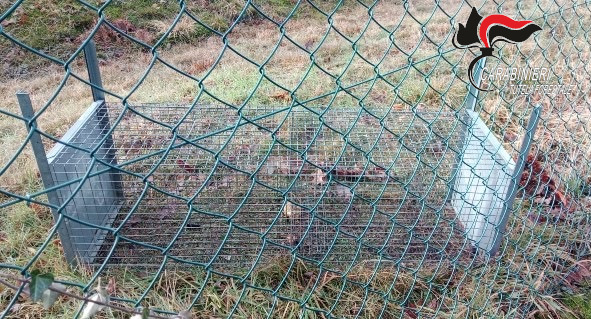 carabinieri forestali trappola