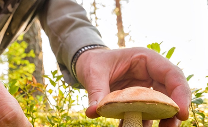 Unione montana Valsesia: al via la raccolta dei funghi. Ricordatevi dei tesserini