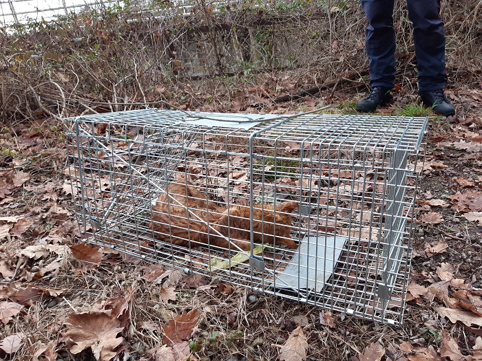 Gatto  muore intrappolato in una gabbia sul sentiero lungo il rio Osteria.