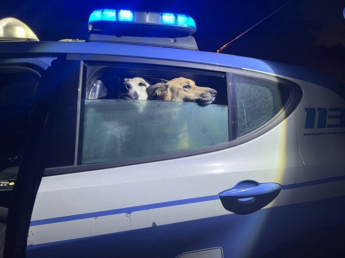 Due cani abbandonati in una casa salvati dalla polizia