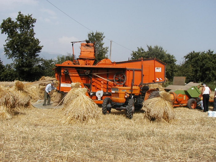      Coldiretti Vercelli-Biella, grano: al via la trebbiatura con -10% raccolti per clima pazzo