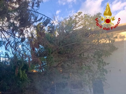 vigili del fuoco albero caduto