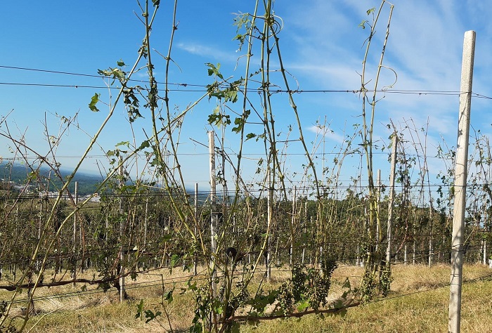   Coldiretti Vercelli-Biella: al via la vendemmia 2021 nell’Alto Piemonte