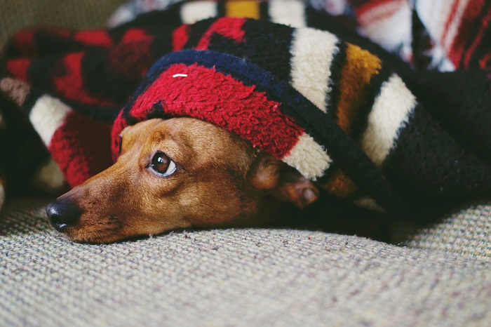 A Biella attivo il Punto Animal Friendly