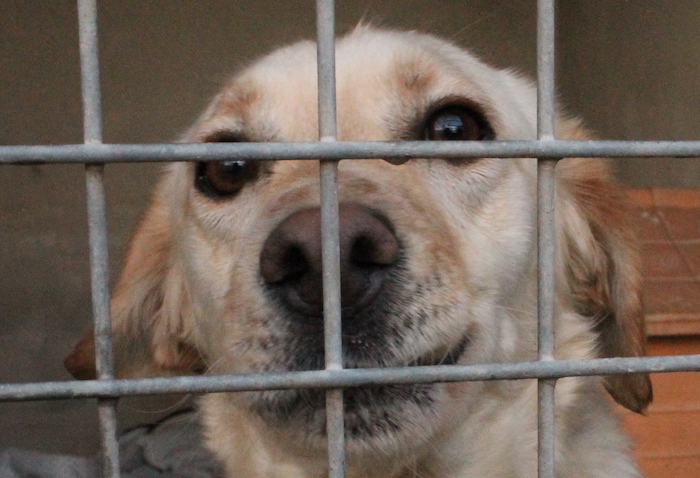 Aprono le gabbie del canile e gli animali fuggono per strada