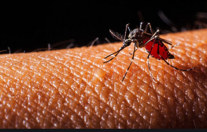 Dimessa la donna colpita da West Nile a Biella