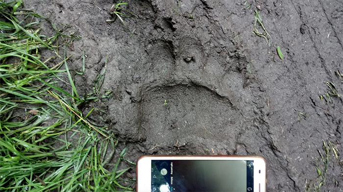 impronta orso fango giugno 20 mergozzo