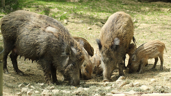 Danni da fauna selvatica: incontro in Regione per fare il punto sulla situazione