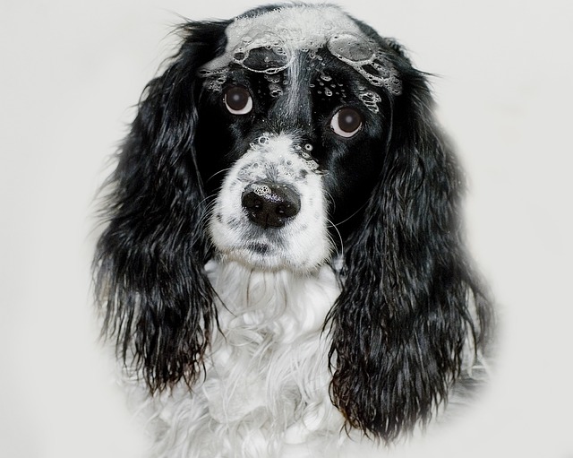 english springer spaniel 1123338 640