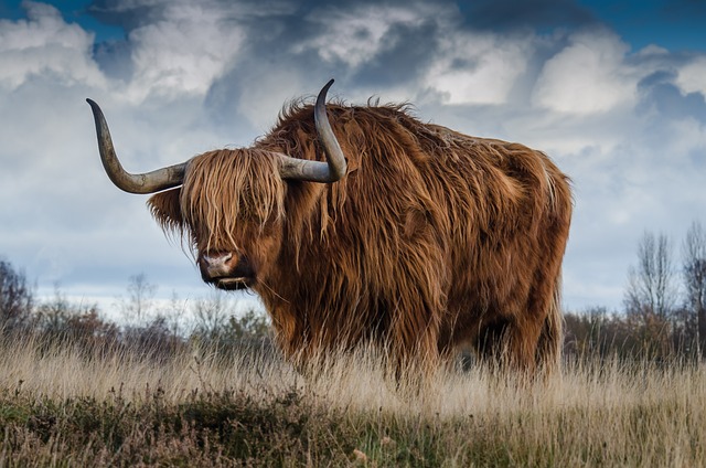highland cow 1575003 640 copia